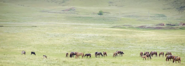 Csorda lovak a vidéki úton. Ló gazdaság legelő kanca és csikó. Panoráma — Stock Fotó