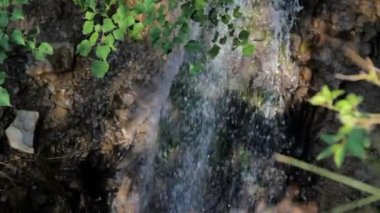 Yeşil huş ağacı yukarıdan görünümü bırakır. Parlak