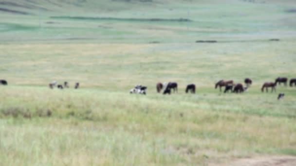 Mandria di cavalli su strada rurale. Cavallo — Video Stock