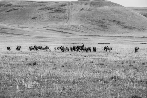 Yeşil bir çayırda çobanlı at sürüsi. Mare ve tay ile at çiftliği mera. Yaz günü manzara — Stok fotoğraf