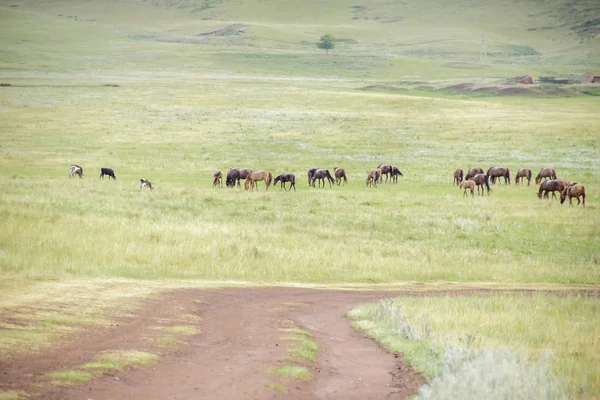 Manada de cavalos na estrada rural. Horse farm pasto com égua e potro. Verão paisagem dia — Fotografia de Stock