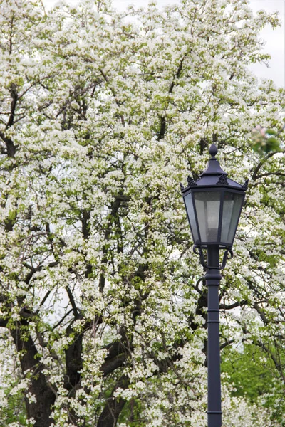Old style street light vintage lantern in the spring park near white blossoming cherry tree covered with flowers. City street eastern european country
