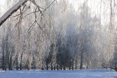 Güneş ışığında beyaz gümüş rime ile kaplı bir huş ağacının dalları