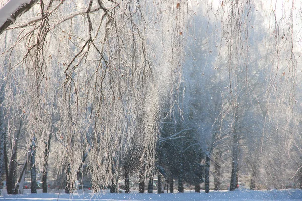 日光の下で白い銀のライムで覆われた白樺の木の枝 — ストック写真