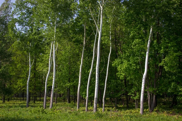 Abedules blancos altos troncos sobre fondo verde oscuro. Bosque — Foto de Stock
