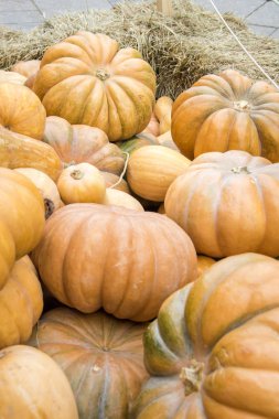 Çiftçi pazarında saman üzerinde birçok kabak. Şükran Günü ve hasat kavramı
