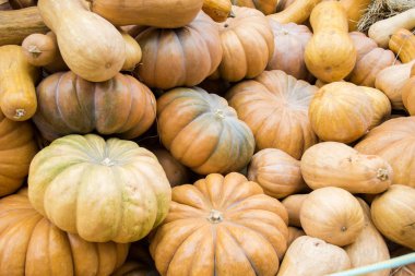 Pazar yerinde farklı kabakyığını. Sonbahar dış dekorasyon