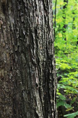 Bahar ormanında eski yırtık ağaç gövdesi closeup.
