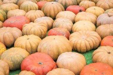 piyasada renkli kabak toplama