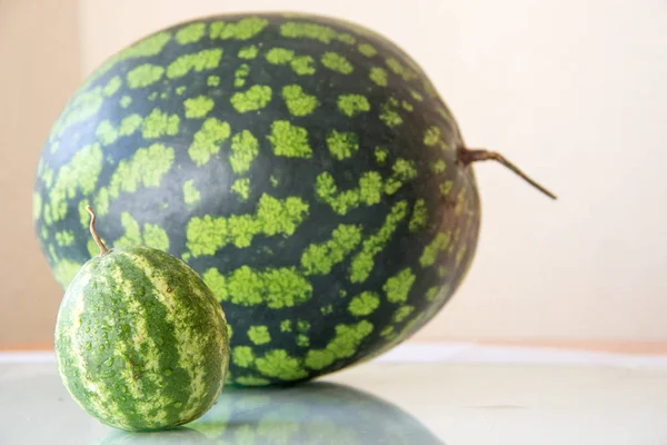 Een kleine onrijpe watermeloen en grote watermeloen op rug. Groei, voedsel concept. — Stockfoto