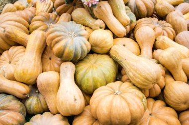 Arka plan farklı kabaklar ile dolu. Sonbahar açık dekorasyon