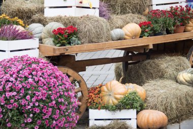 Saman üzerine portakalkabakları, eski rustik araba. Sonbahar sokak dekorasyonu. Kırsal pazar atmosferi kavramı