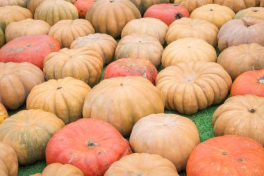 piyasada renkli kabak toplama