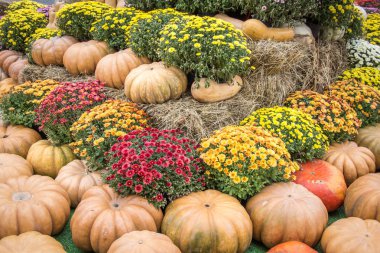 Çiftçi pazarında saman ve çiçek ile kabak piramit. Şükran Günü ve hasat kavramı