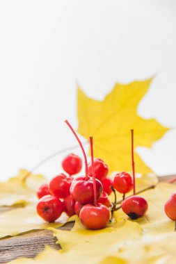 Beyaz arka planda sarı ve turuncu düşmüş akçaağaç yaprakları.