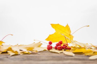 Beyaz arka planda sarı ve turuncu düşmüş akçaağaç yaprakları.