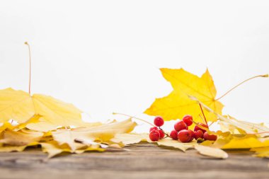 Beyaz arka planda sarı ve turuncu düşmüş akçaağaç yaprakları.
