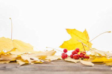 Beyaz arka planda sarı ve turuncu düşmüş akçaağaç yaprakları.