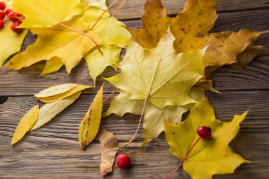 Düşmüş akçaağaç ve kül ağacı ahşap arka plan üzerinde yaprakları.