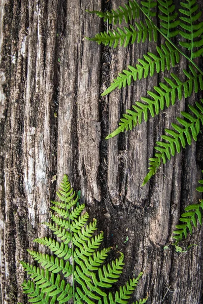 Liść paproci na Starym tle drewna z bruzdy. — Zdjęcie stockowe