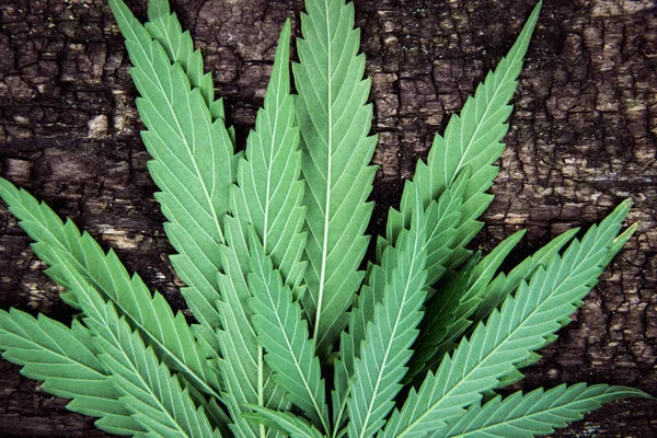 Rückseite der Marihuana-Blätter Textur, Cannabis auf einem alten, natürlich gealterten Holz Hintergrund. — Stockfoto