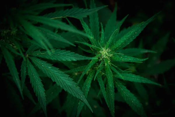 Reife Marihuanapflanze mit Knospe und Blättern. Marihuana-Pflanzen auf Cannabis-Indoor-Farm. — Stockfoto