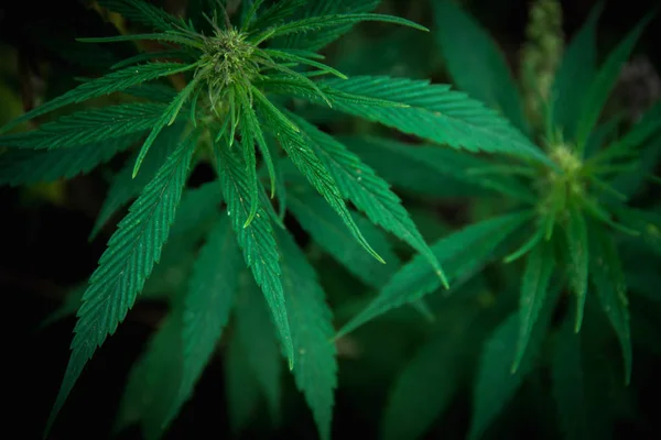 Reife Marihuanapflanze mit Knospe und Blättern. Marihuana-Pflanzen auf Cannabis-Indoor-Farm. — Stockfoto