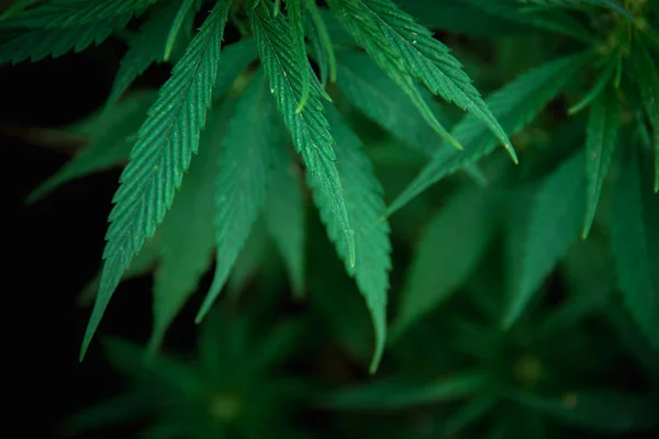 マリファナの葉、暗い背景に大麻、屋内栽培 — ストック写真