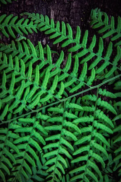 Fern leaves on an old wood background with furrows. — Stock Photo, Image