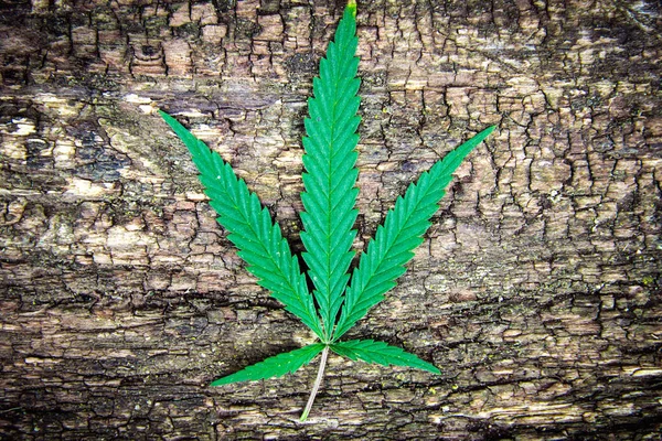 Marijuana Leaf, cannabis på en gammal naturligt åldrad trä bakgrund. Hälsovård, homeopati och naturliga ingredienser — Stockfoto