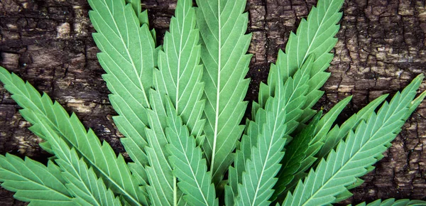 Achterzijde van marihuana bladeren textuur, cannabis op een oude natuurlijke leeftijd hout achtergrond. — Stockfoto