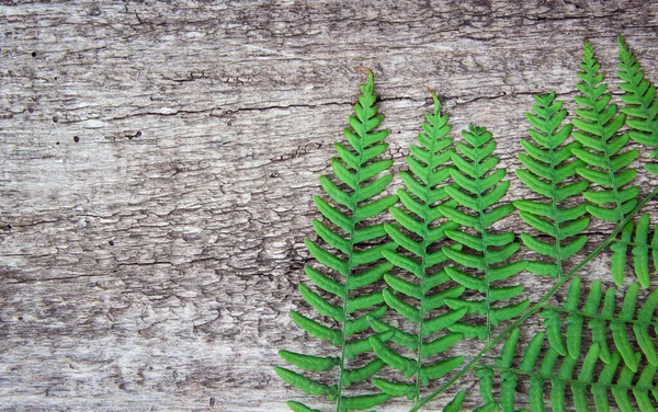 Listy kapradí na starém dřevěním pozadí s kožešinový. — Stock fotografie