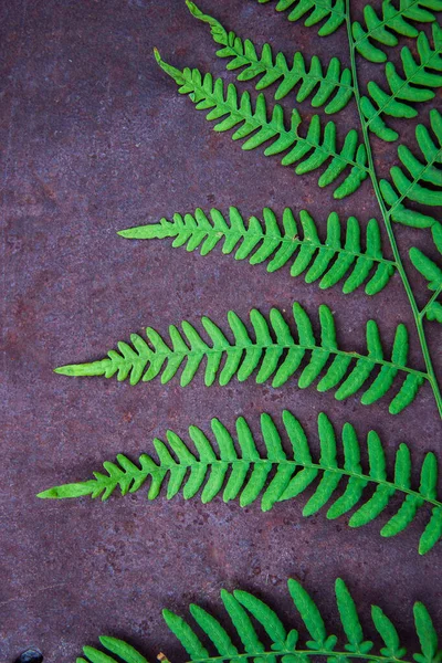 Fern leaves on an old rusty metal background texture with holes — Stock Photo, Image