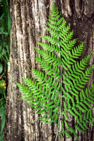 Fern leaves on an old wood background with furrows. — Stock Photo, Image