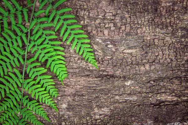 Листья папоротника на старом деревянном фоне с бороздами . — стоковое фото