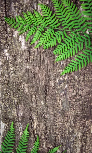 Hojas de helecho sobre un fondo de madera vieja con surcos . — Foto de Stock