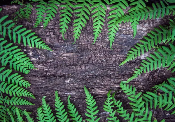 Hojas de helecho sobre un fondo de madera vieja —  Fotos de Stock