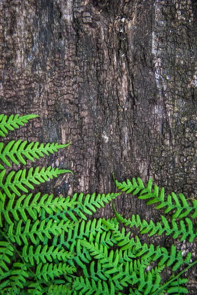 Farnblätter auf altem Holzgrund mit Furchen. — Stockfoto