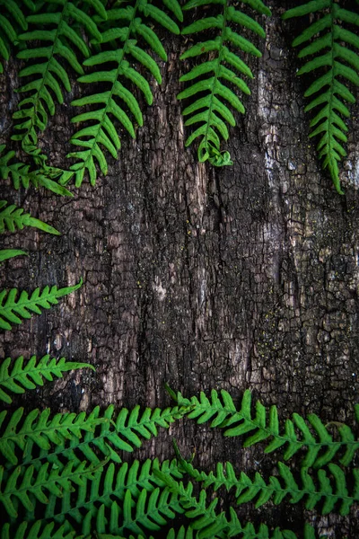 Farnblätter auf altem Holzgrund mit Furchen. — Stockfoto