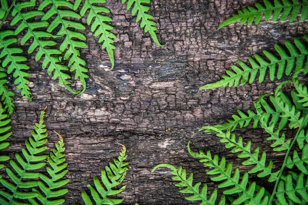 Hojas de helecho sobre un fondo de madera vieja con surcos . —  Fotos de Stock