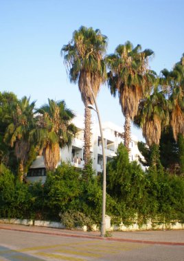 155 plaja yakın yüksek palmiye ağaçları (Kemer)