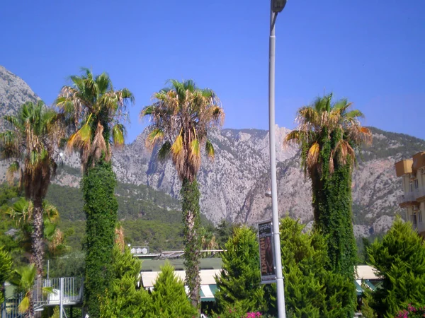 Palmiye ağaçları ile Toros dağları