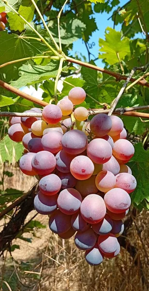 Bir sonbahar bahçesinde asılı üzüm demetleri