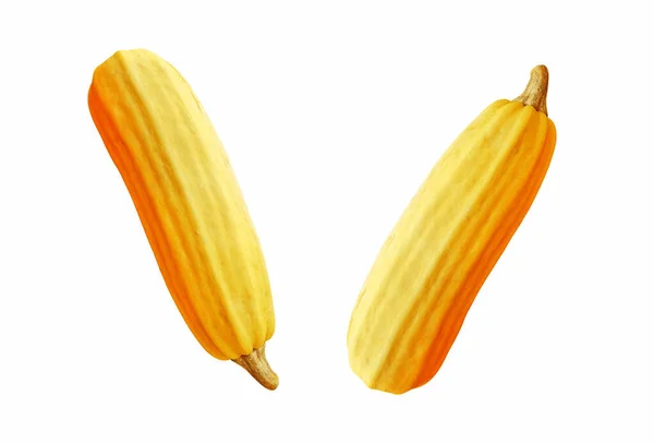 Büyük sarılar olgun kabaklar beyaz arka planda izole edilmiş.