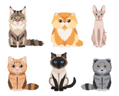 Farklı kedi cinsleri: ana rakun, İran rakunu, siyam kedisi, İngiliz kedisi, İskoç kıvrımı, sfenks. Beyaz arka planda izole edilmiş şirin çizimler. Tasarımınız için vektör koleksiyonu