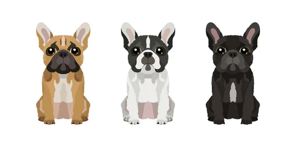 Set Illustraties Van Drie Franse Bulldogs Verschillende Kleuren Vector Honden — Stockvector