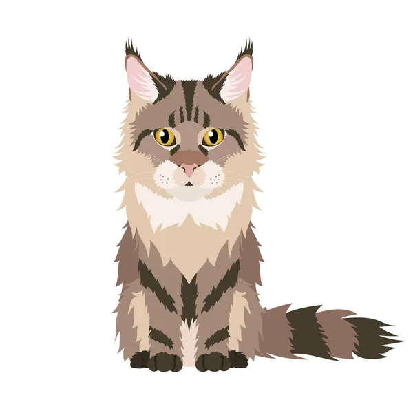 Portrait Vectoriel Chat Coon Principal Brun Illustration Isolée Sur Fond — Image vectorielle