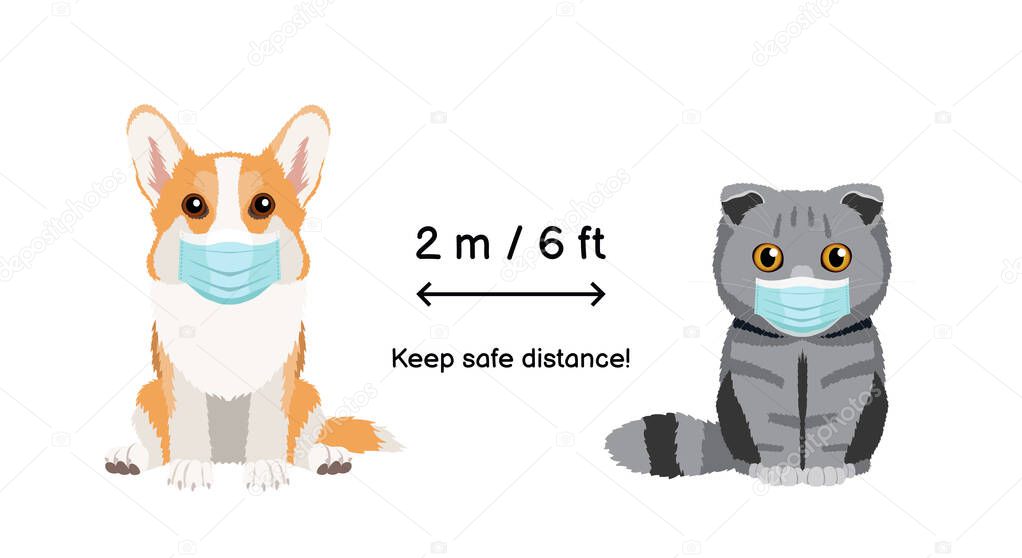 Keep the distance 2 m 6 ft. Coronavirus infection spreading prevention information sign with animals wearing face masks. Welsh corgi pembroke and scottish fold cat