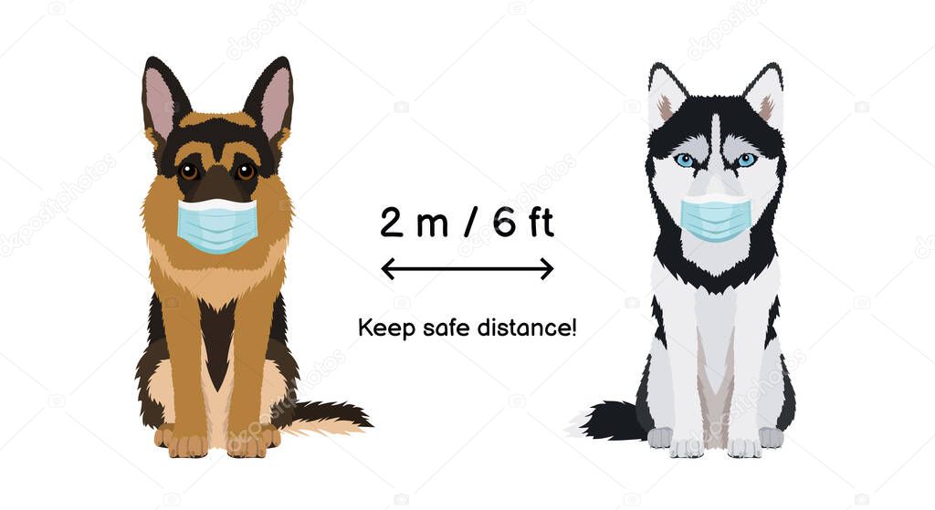 Keep the distance 2 m 6 ft. Coronavirus infection spreading prevention information sign with animals wearing face masks. Husky and german shepherd