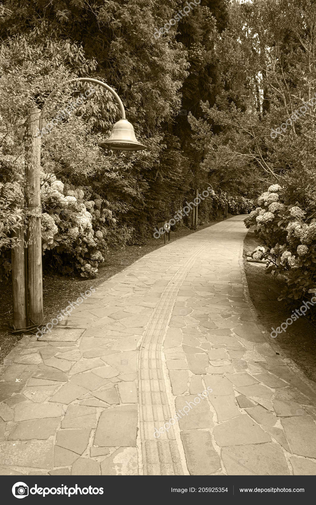 Black Lake Park Road Track Hydrangea Vegetation City Gramado Brazil